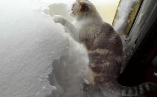 Dünya'yı Ele Geçirmeye Çalışan 11 Kedi 1